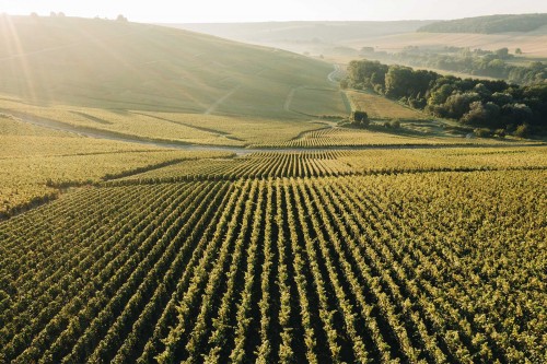 Viticulture : dispense d&rsquo;affiliation à la MSA de certains bailleurs à métayage
