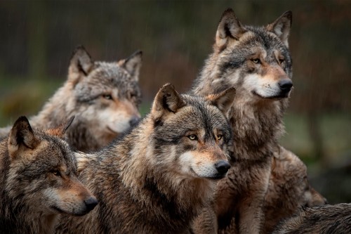 Élevage : assouplissement de la réglementation des tirs contre les loups