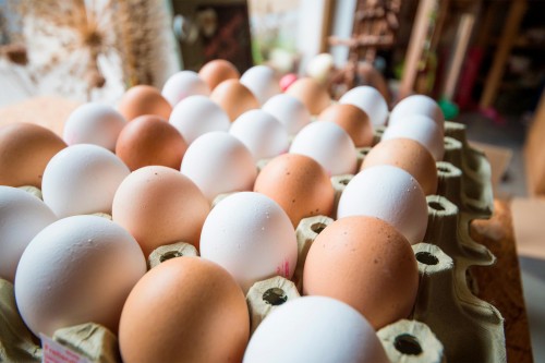 Aviculture : dépistage des salmonelles dans les élevages de poules pondeuses