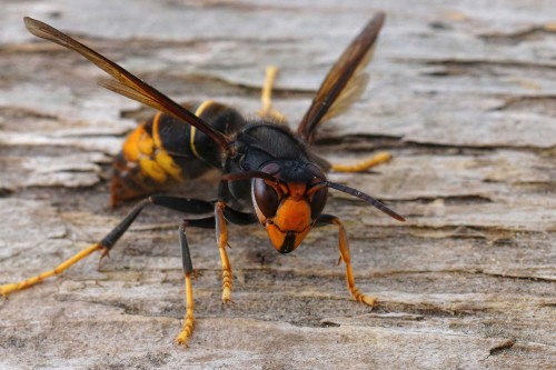 Apiculture : un plan national de lutte contre le frelon asiatique