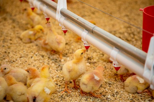 Aviculture : indemnisation des éleveurs impactés par la grippe aviaire