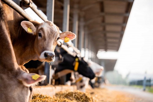 Élevages bovins, ovins et caprins : montant des aides Pac 2026