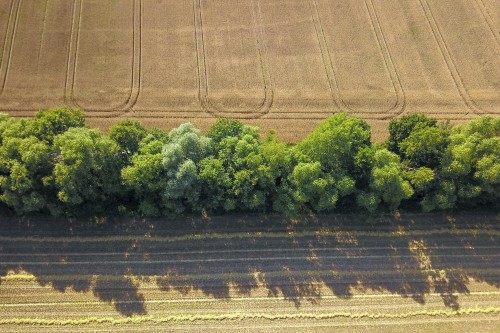 Destruction de haies : la nouvelle procédure à suivre