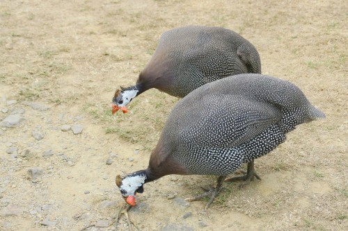 Aviculture : quelques nouveautés pour la prévention de la grippe aviaire