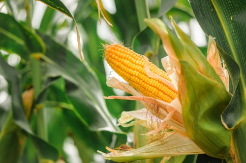 Cultures agricoles : dérogation à l&rsquo;obligation d&rsquo;implanter un couvert végétal